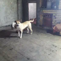 سگ نر معاوضه با کفتر