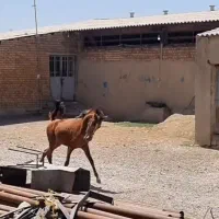 کره مادیان کرد ۱۶ ماه دوسر شجره|اسب و تجهیزات اسبسواری|کرمانشاه, |دیوار