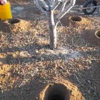 چاله کنی برای کاشت نهال|خدمات باغبانی و درختکاری|خسروشاه, |دیوار