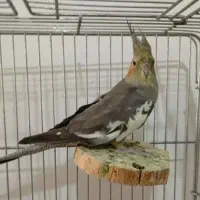 عروس هلندی|پرنده|شیراز, ده پیاله|دیوار