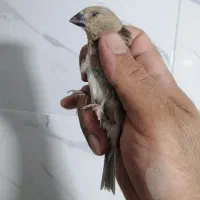 سهره کت صورتی نر و ماده|پرنده|کرمانشاه, |دیوار