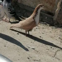 ماده زرد ریشی|پرنده|زرند, |دیوار