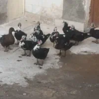 اوردک اسرایلی