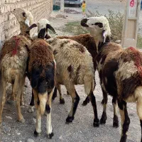 5 راس میش کاور 2 دندان پلنگی فروشی