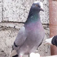 کفتر غریبگیری