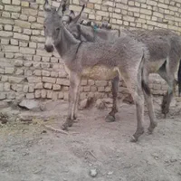 دوعددالاغ ودوعددکره نروماده گله ای به شرط|حیوانات مزرعه|گلپایگان, |دیوار