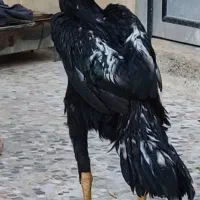 مرغ وخروس اوشامووارداتی وتخم انها|حیوانات مزرعه|آسارا, |دیوار