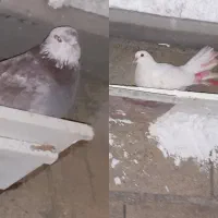 کبوتر دم چتری و شازده