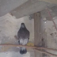 فروش کبوتر توافقی|پرنده|چهارباغ, |دیوار