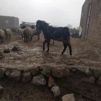 چپش داشتی