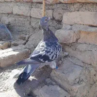 مجسمه|مجسمه، تندیس، ماکت|زابل, |دیوار