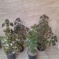 حسن یوسف