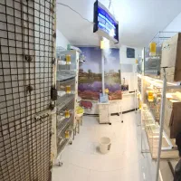 جوجه گرینچیک