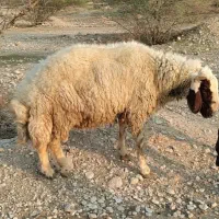 قوچ سنجابی 2ساله. گوسفند بره بز بزغاله  نربز بزنر|حیوانات مزرعه|دهلران, |دیوار