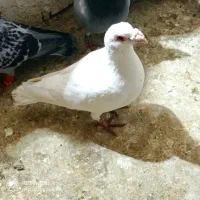 طوقی زرد ماده بقیه نر