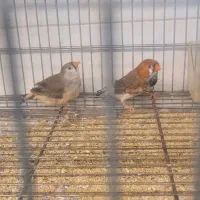 جفت فنج اروپایی بیگ سایز|پرنده|مرودشت, بیست متری بیمارستان|دیوار