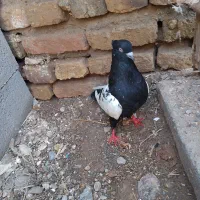 کفتر|پرنده|مشهد, مصلی (کارمندان اول)|دیوار