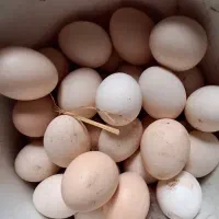 تخم مرغ محلی و نطفه دار
