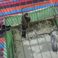 سهره جوجه قفس