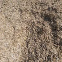 فروش کاه|حیوانات مزرعه|شیراز, لاله|دیوار