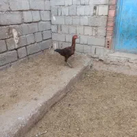 دو تا مرغ لاری اصل|حیوانات مزرعه|نقده, |دیوار