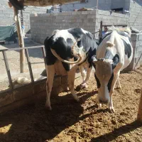 گاو شکم اول با گوساله ماده خلوص بالا|حیوانات مزرعه|درودزن, |دیوار