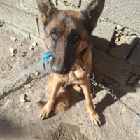 شهرکرد|سگ|لاران, |دیوار