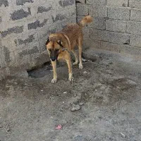 سگ . . .
