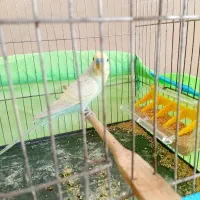 یک جفت مرغ عشق باجوجه|پرنده|اندیمشک, |دیوار