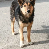 توله ژرمن|سگ|ایجرود, |دیوار