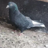 نر زاغ دمسفید