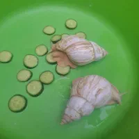 حلزون