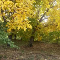 500 متری جاده طالقان روستای خوزنان سند تک برگ