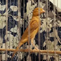 ۲قناری نر دارچین سرخ