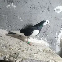 پرنده|پرنده|خرمآباد, |دیوار