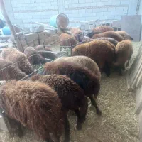 خرید وفروش گاو وگوساله گوسفند نرو و..‌.|حیوانات مزرعه|تبریز, |دیوار