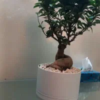 درختچه بنسای