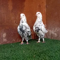 کبوتر    بندرگز|پرنده|گرگان, |دیوار