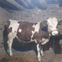 گوساله نرو ماده|حیوانات مزرعه|دهگلان, |دیوار