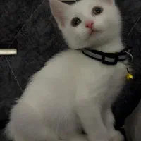 گربه واگذاری