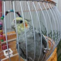 عروس هلندی سخنگوبا تمام وسایل