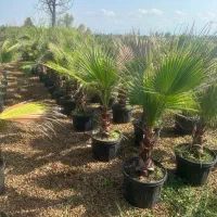 فونیکس و پالم