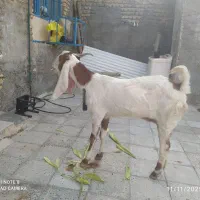 ۱۲۳۴ل۶|حیوانات مزرعه|اندیمشک, |دیوار