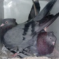 فروش چند جفت کبوتر کار درست