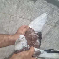 کفتر کبوتر