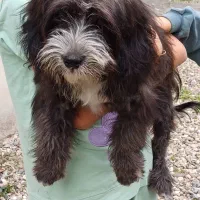 واگذاری سگ پاکوتاه ۱ ساله