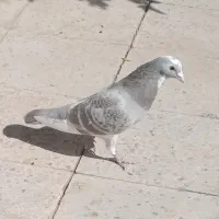 دوستان این کفتر روز پنجشبه توی خیابان درختی گم شده