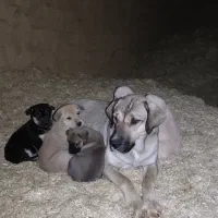 ماده پژدر|سگ|سنندج, |دیوار