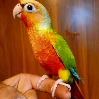 انواع طوطی‌سانان