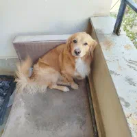 واگذاری سگ دو ساله گلدن تریور تربیت شده